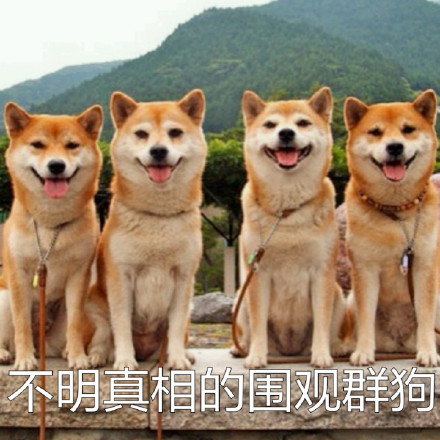 # 火遍全网的柴犬Doge，才是表情包界的老大哥