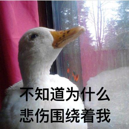 超实用小鸭子表情包合集