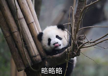 软萌熊猫团子表情包合集