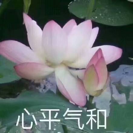 佛系荷花表情包来啦！日常斗图用这个超合适