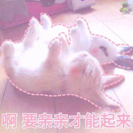粉嘟嘟少女心猫咪表情包来啦