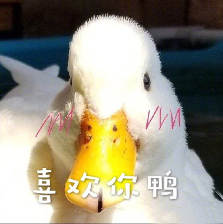 超实用鸭鸭表情包合集