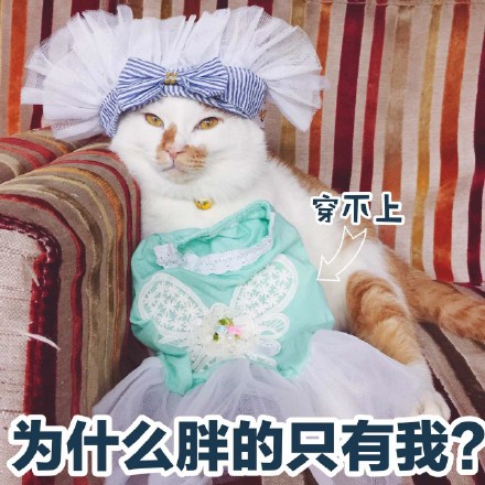 自带反差感！这组花脸猫咪表情包太适合斗图了