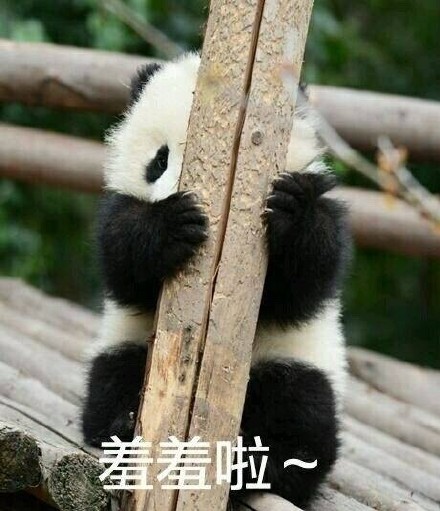 超萌大熊猫表情包合集，斗图必备！