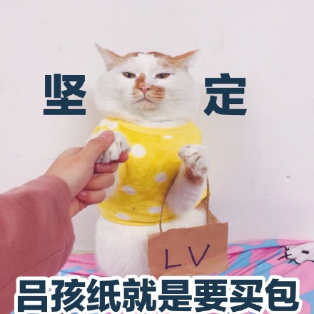 软萌猫咪表情包合集 聊天斗图氛围感拉满