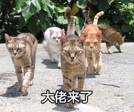 喵星大佬驾到！这套装逼表情包太有内味儿了