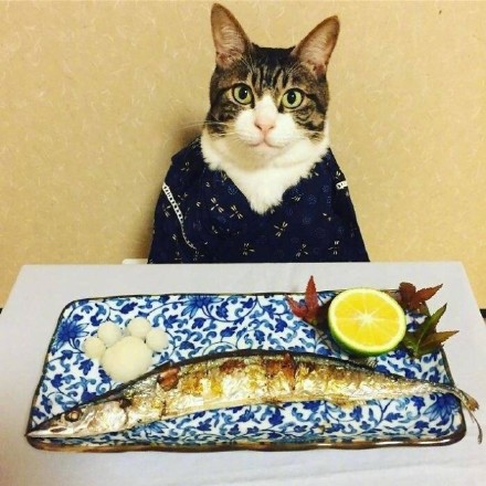 这组猫咪表情包太绝了！拍完就开饭