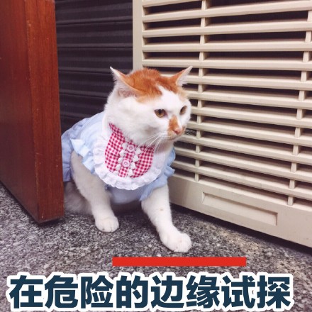 软萌猫咪表情包合集 聊天斗图氛围感拉满