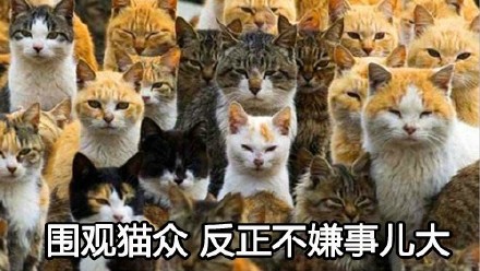 喵星大佬驾到！这套装逼表情包太有内味儿了