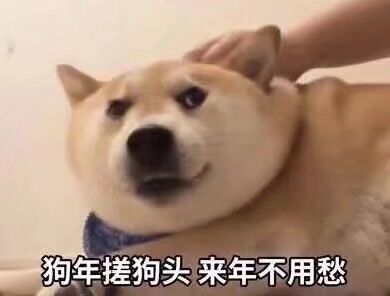 可爱汪星人表情包合集