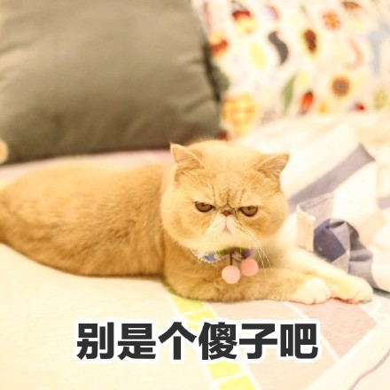 这只橘猫又丧又拽！愁容不屑脸表情包火了
