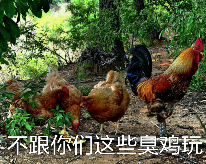 鸡年斗图必备！这套鸡元素表情包太好用了