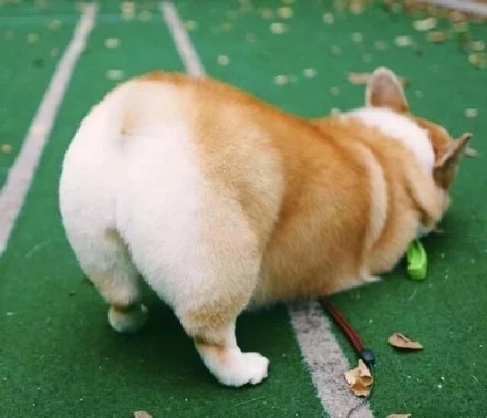 软萌柯基头像合集，适配微信QQ聊天用