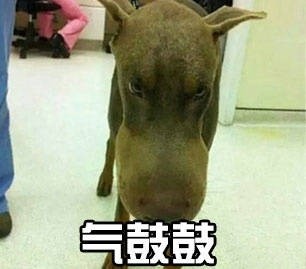 汪星人气鼓鼓表情包来啦