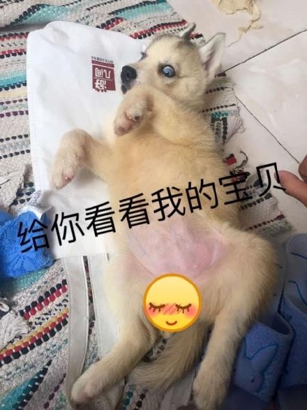 铲屎官看过来！这套汪星人斗图表情包太好用了