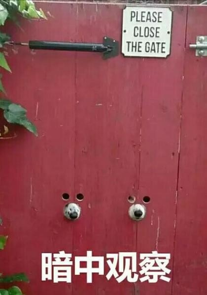 聊天斗图必备！暗中观察系列表情包合集