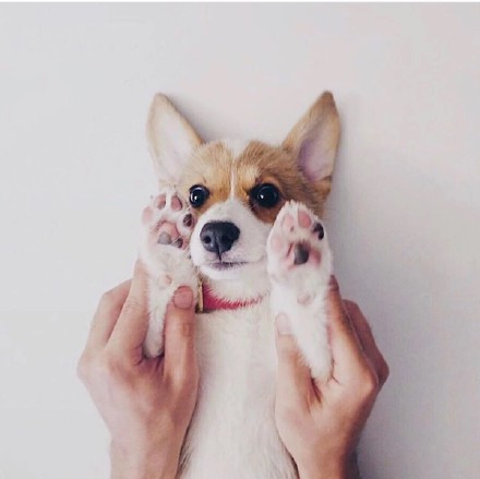 软萌柯基头像合集，适配微信QQ聊天用