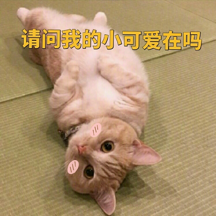 聊天斗图必备！这套小橘猫表情包太有意思了