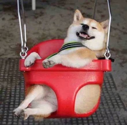 超可爱柴犬情侣头像合集