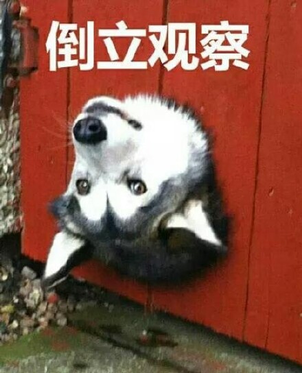 聊天斗图必备！暗中观察系列表情包合集