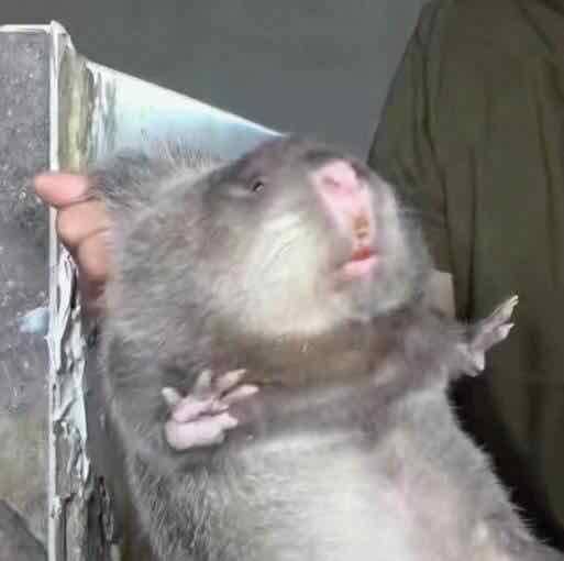 华农兄弟竹鼠情侣头像来了