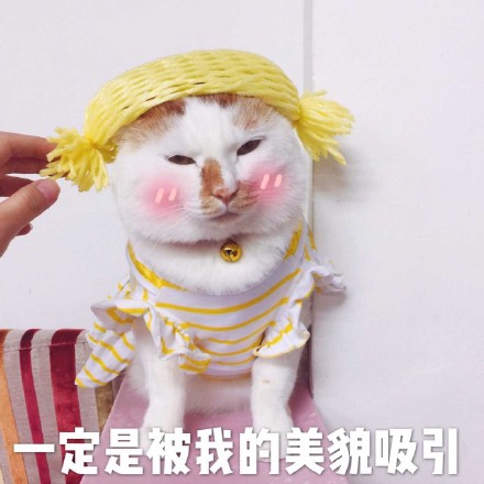 花脸喵星人表情包来啦！斗图又有新素材了