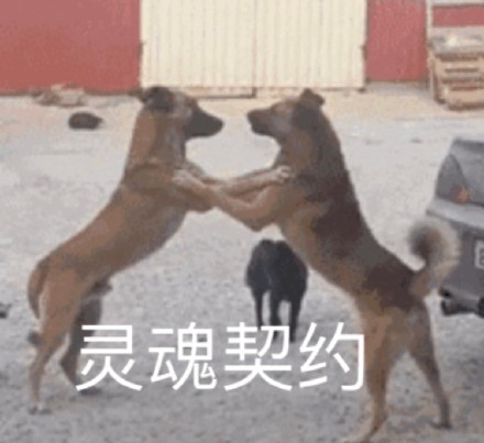 可爱汪星人表情包合集