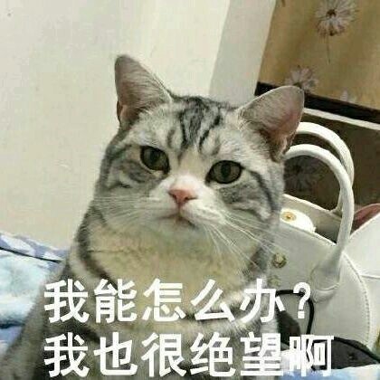 超实用！这套猫咪表情包帮你精准表达情绪
