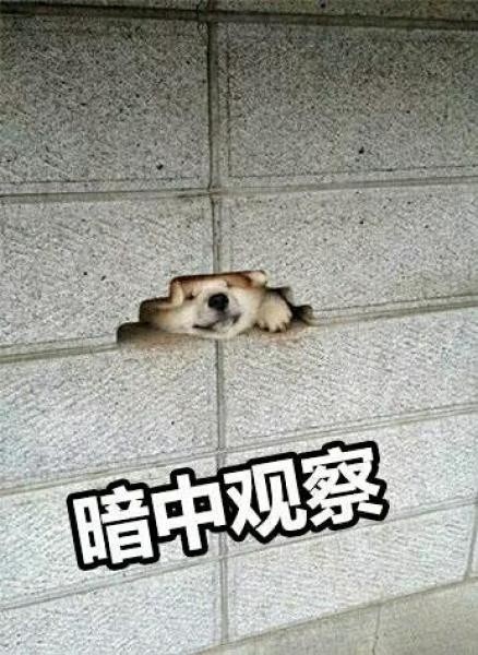 聊天斗图必备！暗中观察系列表情包合集