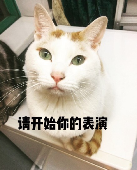 我家那只戏精小猫，表情包太绝了