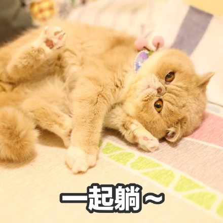 这只橘猫又丧又拽！愁容不屑脸表情包火了