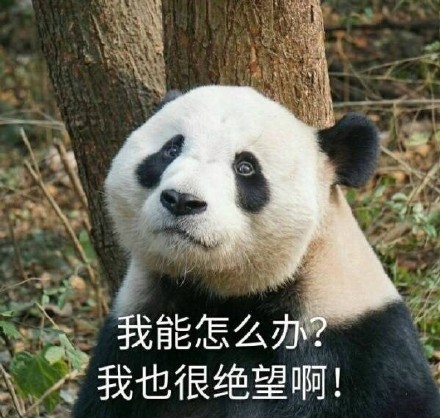 超萌大熊猫表情包合集，斗图必备！