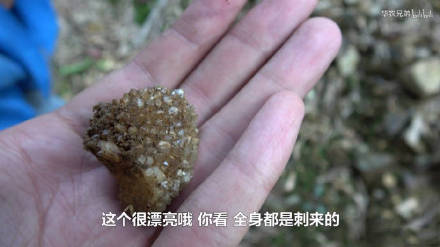 华农兄弟“你好漂亮”表情包合集