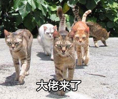 喵星大佬驾到！这套装逼表情包太有内味儿了