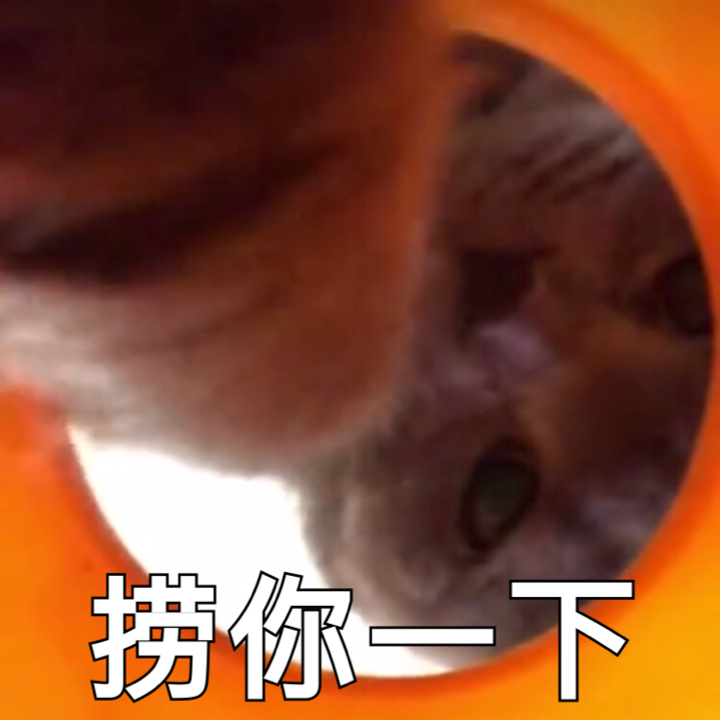 分享一组超实用喵星人聊天表情包
