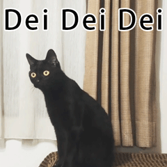 养猫斗图党看过来！这套小猫惊恐表情包太好用了