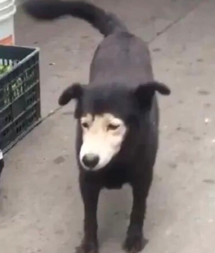 黑白狗子情侣头像表情包合集