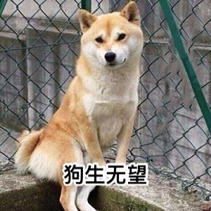 要说汪星人里最讨喜的，还得是doge
