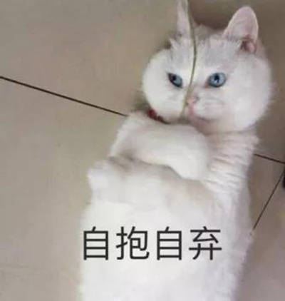 救命！这套猫咪表情包也太治愈了，快拿去吸猫