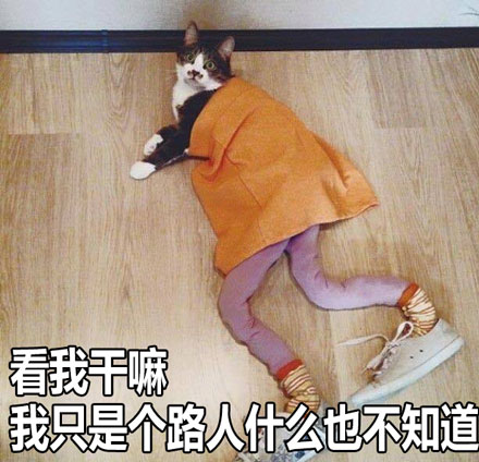 大长腿性感小野猫表情包来啦 聊天斗图直接用