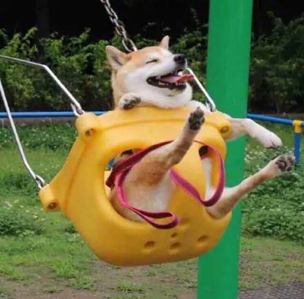 超可爱柴犬情侣头像合集