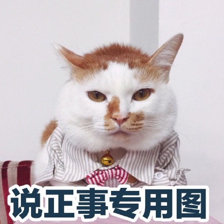 软萌猫咪表情包合集 聊天斗图氛围感拉满