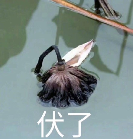 今日份沙雕聊天表情包上新啦