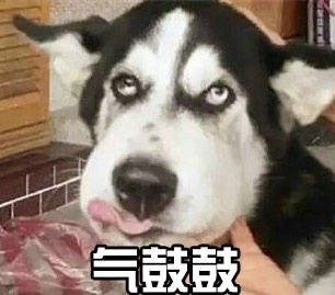 汪星人气鼓鼓表情包来啦