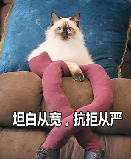 大长腿性感小野猫表情包来啦 聊天斗图直接用