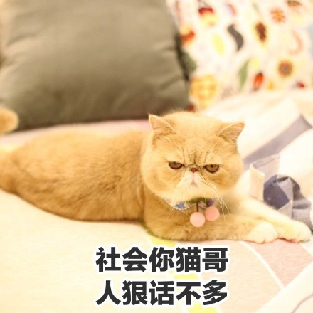 这只橘猫又丧又拽！愁容不屑脸表情包火了