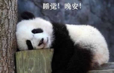 超萌大熊猫表情包合集，斗图必备！