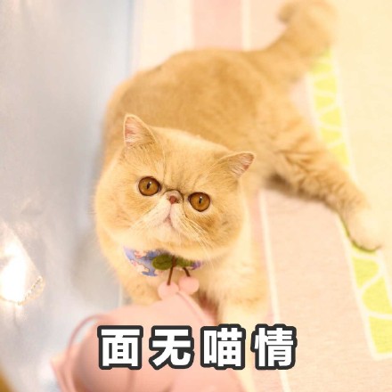 这只橘猫又丧又拽！愁容不屑脸表情包火了
