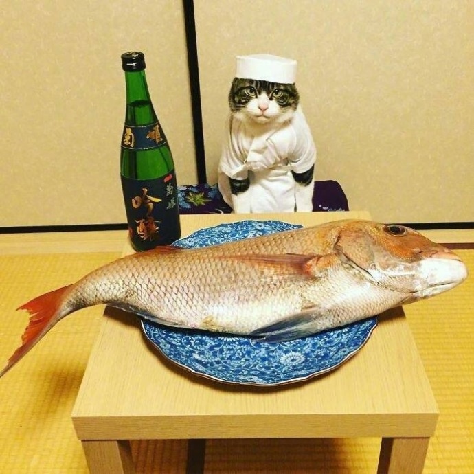 这组猫咪表情包太绝了！拍完就开饭
