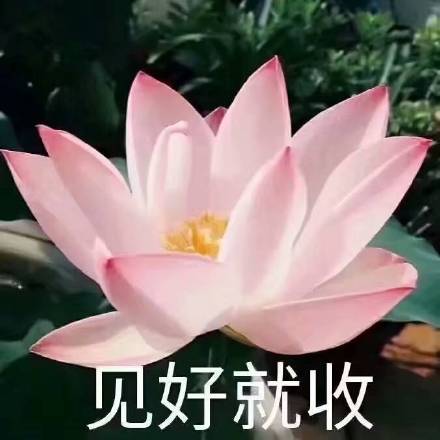 佛系荷花表情包来啦！日常斗图用这个超合适
